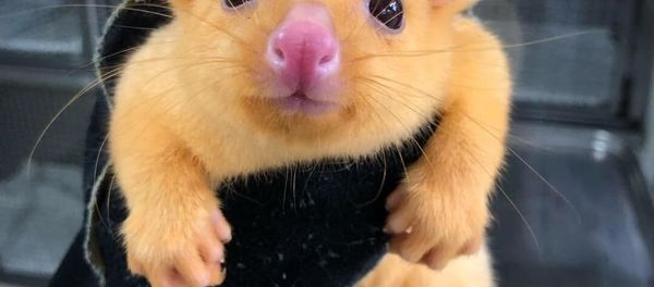 Pikachu the golden possum - Sputnik International