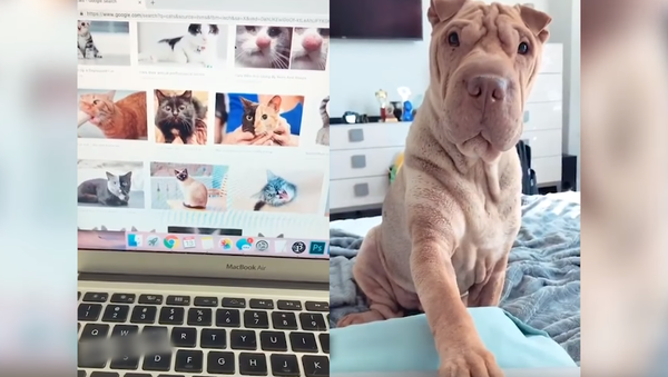 Shar-Pei Away! Pooch Betrayed After Catching Owner Browsing Kitten Pics - Sputnik International