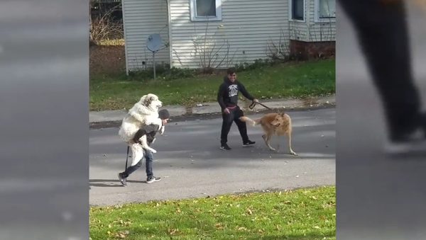 Toting Mr. Lazy: Pooch Turns Human Into Noble Steed - Sputnik International