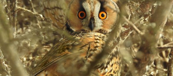 Owl Owl - Sputnik International