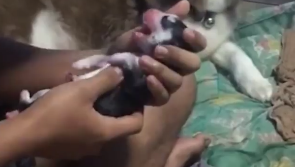 Man revives husky puppy - Sputnik International