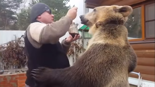 Berry Delicious: Russian Brown Bear Spoon-Fed Preserves - Sputnik International