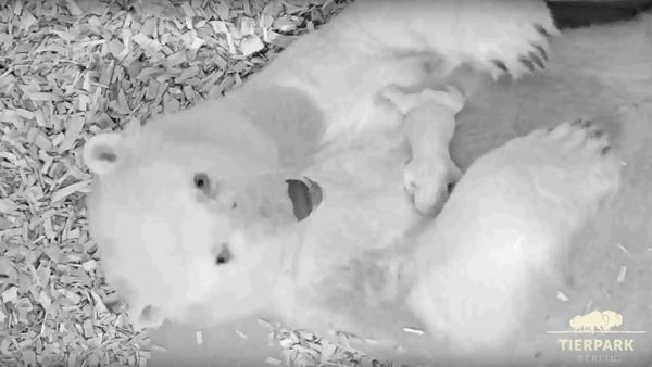 Polar bear cub at Tierpark Berlin 2018 - Sputnik International