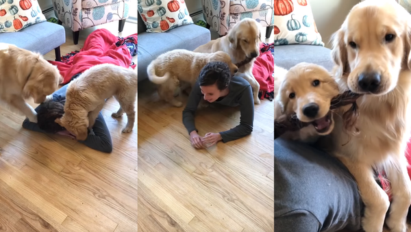 Golden Retrievers Assume Owner’s Braid Is Tug Toy - Sputnik International