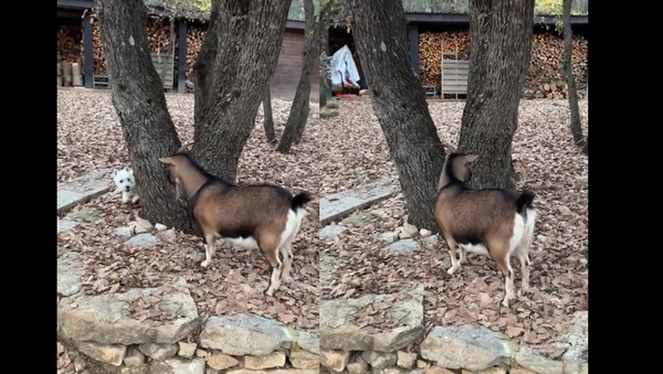 ‘Catch Me, Kid!’ Westie Plays Hide-and-Seek with Goat - Sputnik International