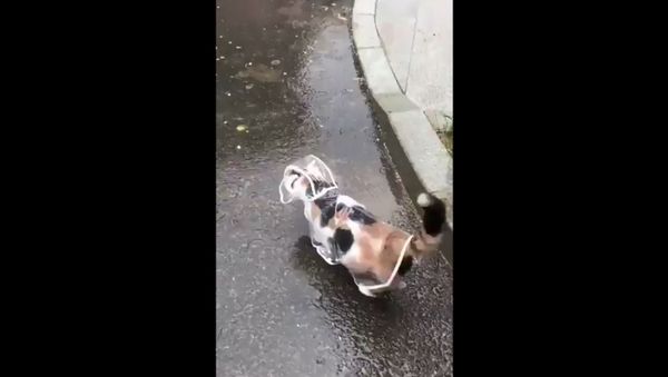 Cat in Raincoat - Sputnik International