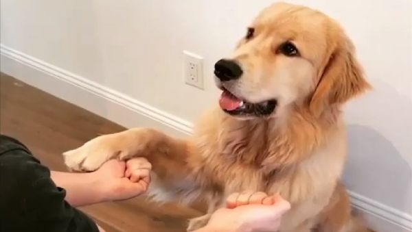 Golden Retriever - Sputnik International