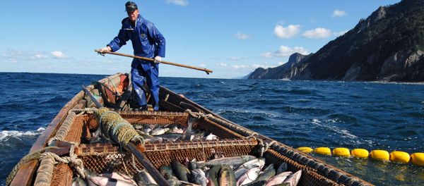 Fishermen are Trying to Catch Salmon Near the Okhotsk Sea Embankment in Kunashir Island Fishermen are Trying to Catch Salmon Near the Okhotsk Sea Embankment in Kunashir Island - Sputnik International