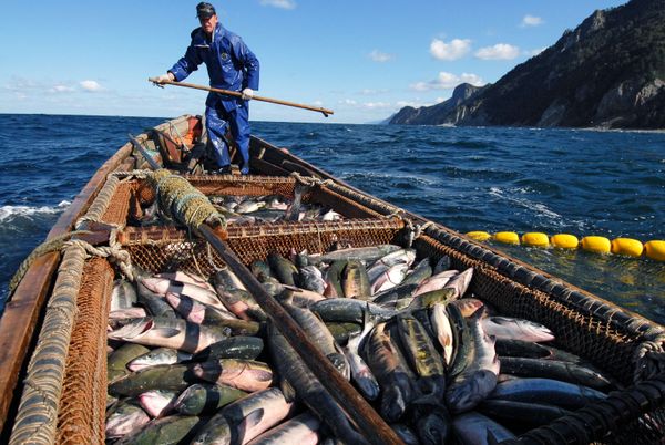 Fishermen Trying to Catch Salmon Near the Okhotsk Sea Embankment on Kunashir Island. Fishermen Trying to Catch Salmon Near the Okhotsk Sea Embankment on Kunashir Island. - Sputnik International