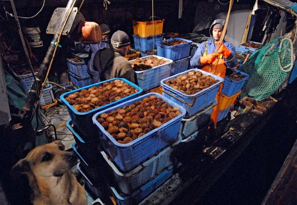 Sea Urchin Production Sea Urchin Production - Sputnik International