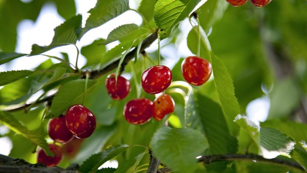 Cherries - Sputnik International