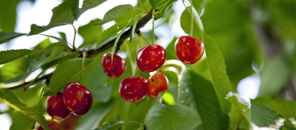 Cherries - Sputnik International