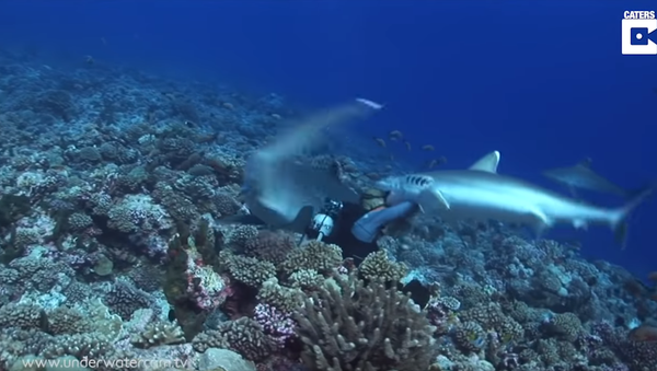 Sampling the Menu: Silverfin Shark Spares Diver, Snags Goggles - Sputnik International