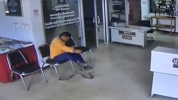 Snake Slithers Into Police Station And Jumps At Man - Sputnik International