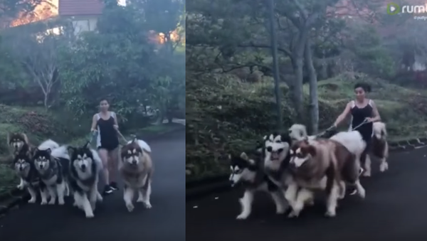 Owner Attempts to Walk Five Alaskan Malamutes at Once - Sputnik International