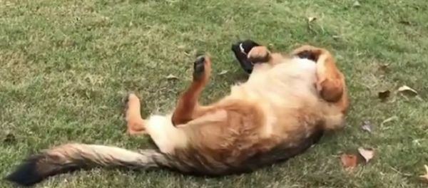 Dog - Sputnik International