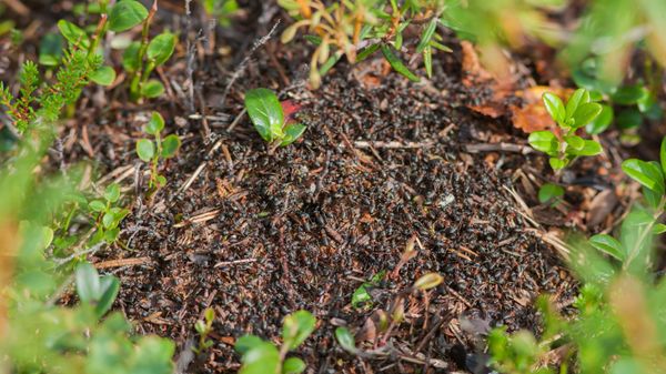 Ants in Vodlosersk Nature Park - Sputnik International