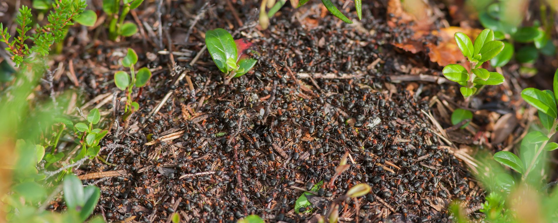 Ants in Vodlosersk Nature Park Ants in Vodlosersk Nature Park - Sputnik International, 1920, 05.11.2019