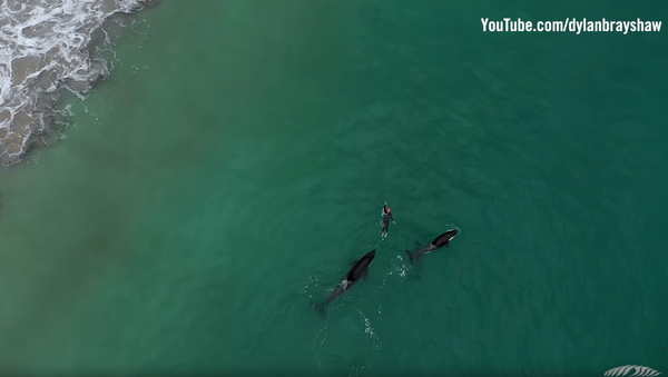Friend or Food? Drone Captures New Zealand Swimmer’s Killer Whale Encounter Friend or Food? Drone Captures New Zealand Swimmer’s Killer Whale Encounter - Sputnik International