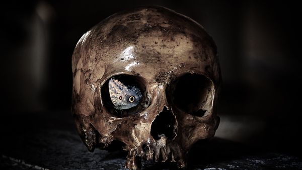 Skull - Sputnik International