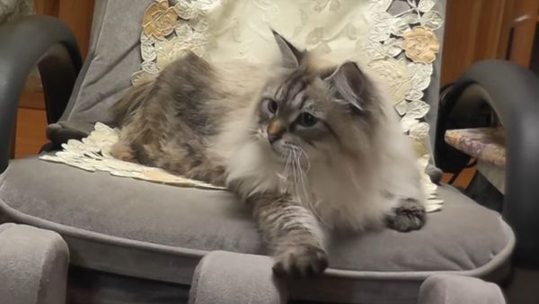 Cat - Sputnik International