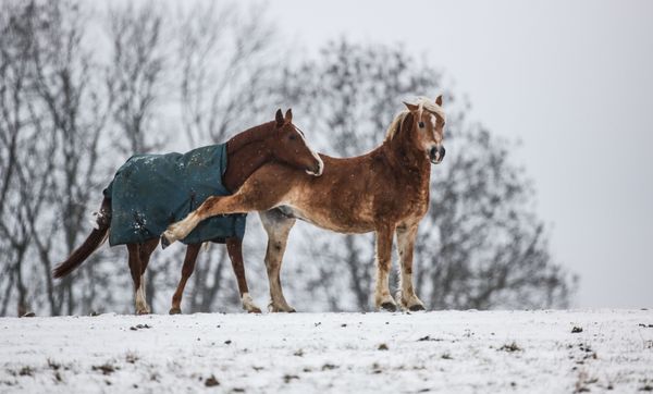 This Week in Pictures: 8 - 14 December - Sputnik International