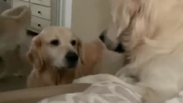 Dogs - Sputnik International