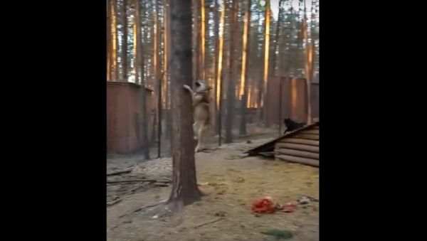 Sports-loving wolf practices parkour moves - Sputnik International