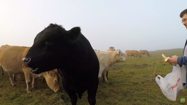 ‘None of that Bull’: Steer Makes Snack Choice Clear - Sputnik International