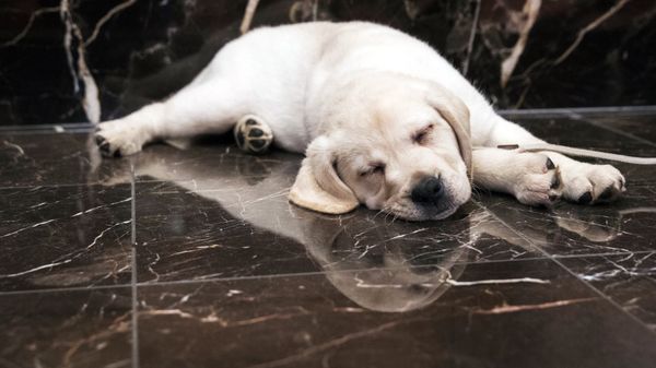 American Kennel Club headquarter in New York. New dog owners can expect to shell out $1,200 to $2,000 in the first year, and as much as $14,500 over their pup’s lifetime, according to the American Society for the Prevention of Cruelty to Animals. - Sputnik International