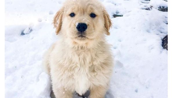 Retriever Plays in Snow - Sputnik International