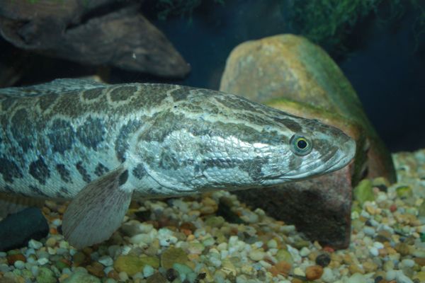 Snakehead - Channa argus. - Sputnik International