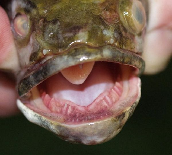 The northern snakehead fish, Channa argus - Sputnik International