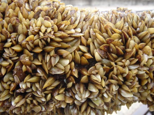 Limnoperna fortunei colony on a tree trunk recovered from the bottom of Salto Grande reservoir - Sputnik International