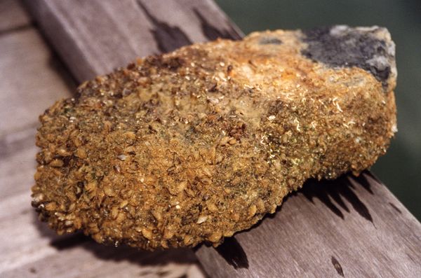 Mytilopsis sallei was detected and eradicated from a harbour in Darwin, NT in the late 1990s - Sputnik International
