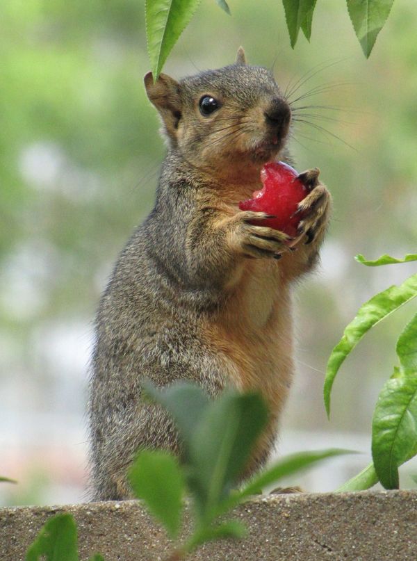 Sciurus niger - fox squirrel - Sputnik International
