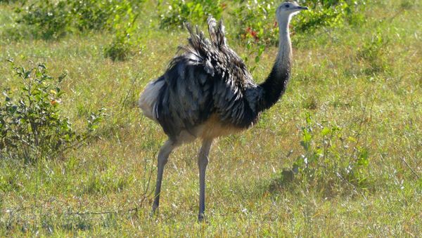 Flghtless Rhea (Rhea americanus), native to South America - Sputnik International