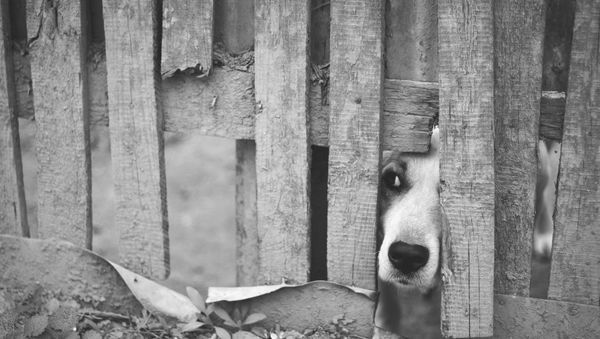 Dog - Sputnik International