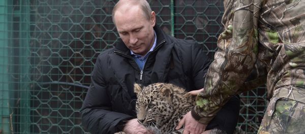 Vladimir Putin is petting a leopard - Sputnik International