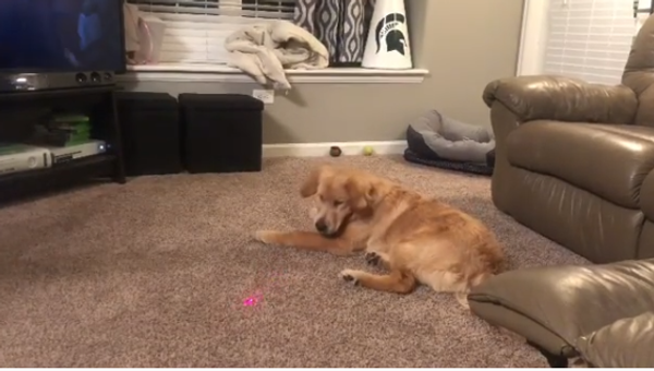 Golden Retriever - Sputnik International