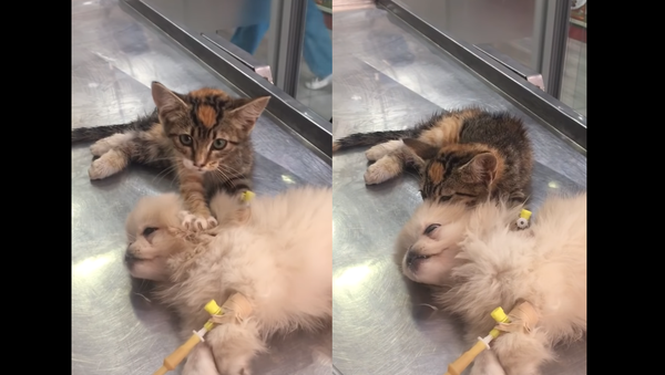 A Friend in Knead? Kitten Massages Rescue Clinic Companion - Sputnik International