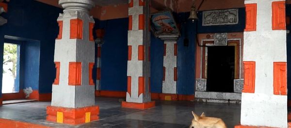 Dog sits inside Naradagadde Hindu temple in Karnataka Dog sits inside Naradagadde Hindu temple in Karnataka - Sputnik International