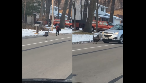 Turkey’s Revenge? Driver Rescues Child From Feathered Terror - Sputnik International