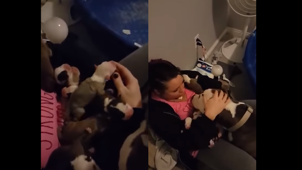 In It Together: Pitbull Gives Birth, Presents Pups to Owner - Sputnik International
