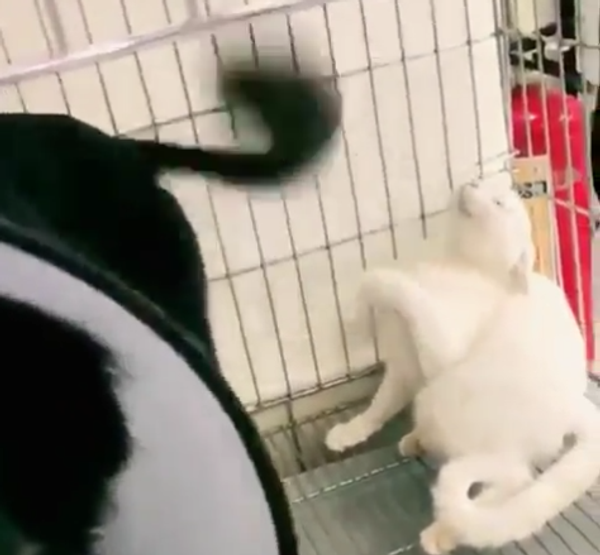 Cat Slapped by Tail Cat Slapped by Tail - Sputnik International