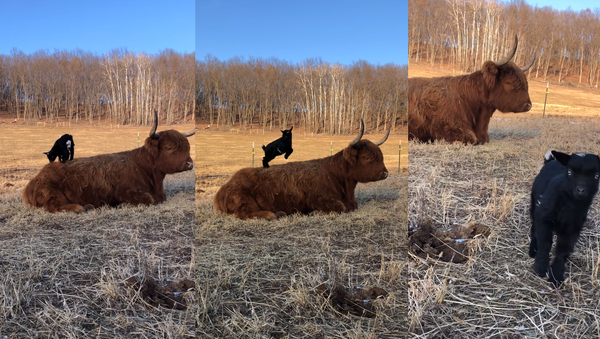 Playful Dwarf Goat Enjoys Playtime on Stoic Scottish Highland’s Back - Sputnik International