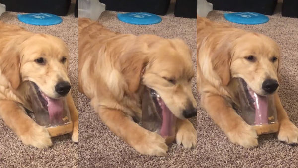 Golden Tries to Retrieve Last Bit of Peanut Butter - Sputnik International