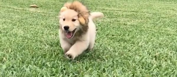 Golden Retriever Cosplaying Lion King Golden Retriever Cosplaying Lion King - Sputnik International