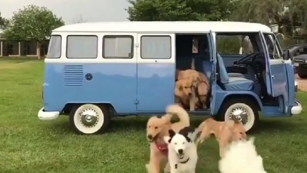 Retriever Puppies - Sputnik International
