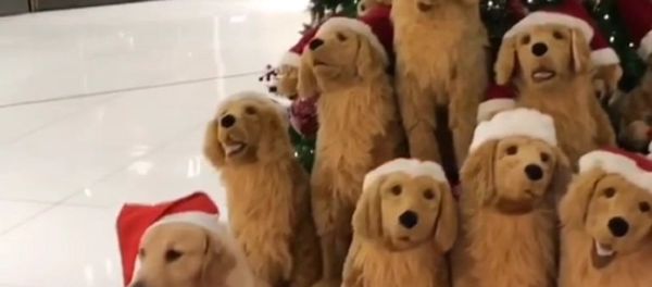 Dogs Dogs - Sputnik International
